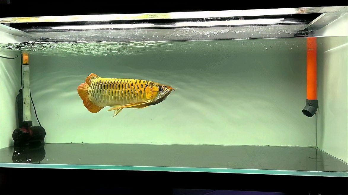 龍魚缸放清道夫（《龍魚缸放清道夫》） 龍魚缸放清道夫（《龍魚缸放清道夫》） 龍魚百科 第2張