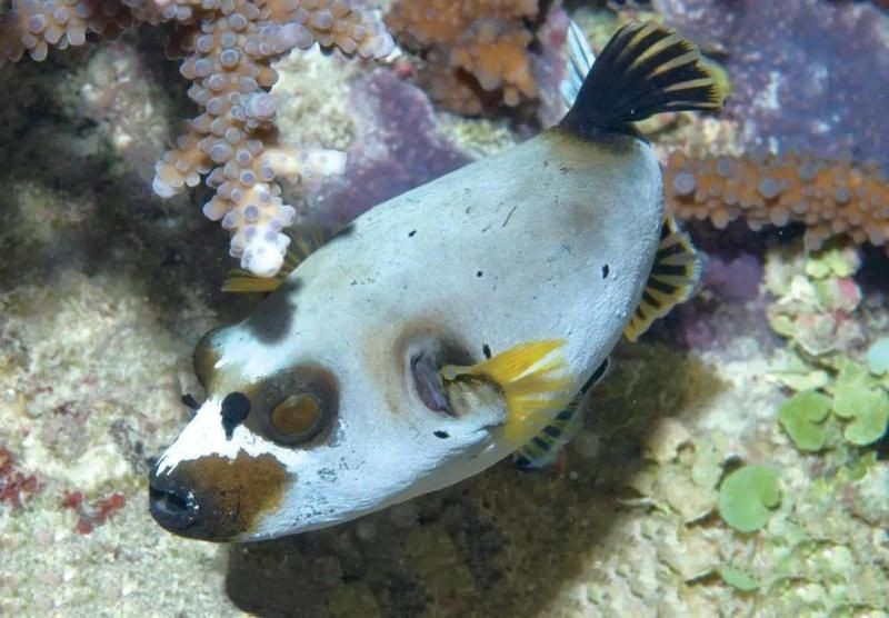 狗頭魚學(xué)名（狗頭魚的學(xué)名是什么？） 狗頭魚學(xué)名（狗頭魚的學(xué)名是什么？） 龍魚論壇 第11張