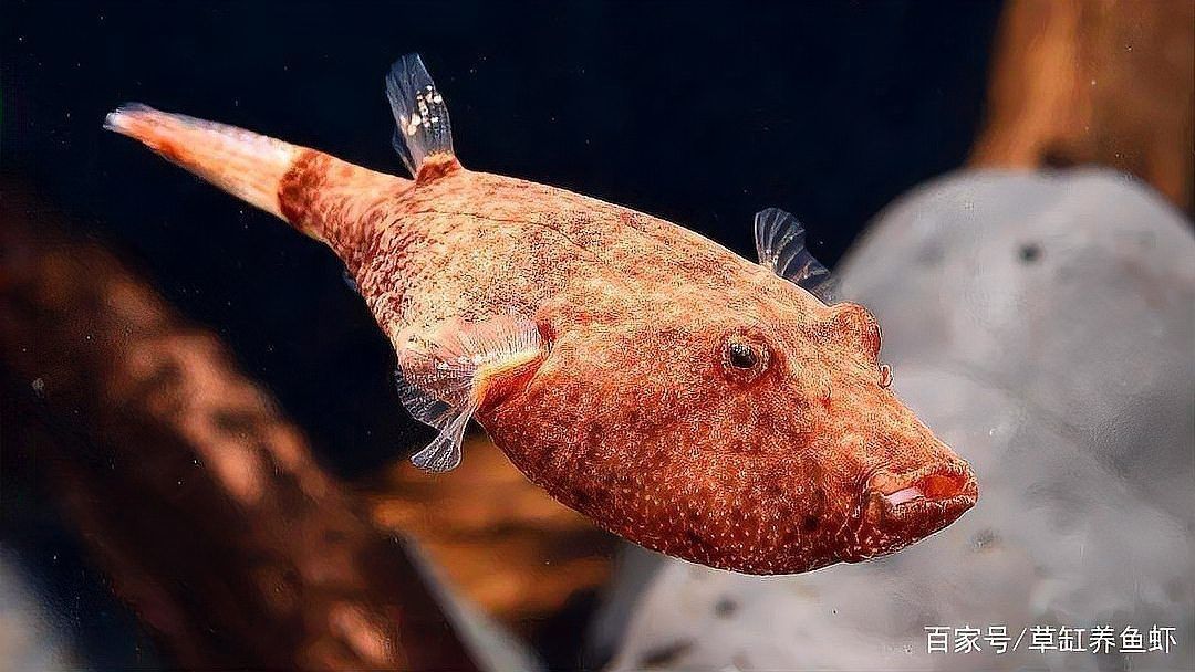 狗頭魚學(xué)名（狗頭魚的學(xué)名是什么？） 狗頭魚學(xué)名（狗頭魚的學(xué)名是什么？） 龍魚論壇 第21張