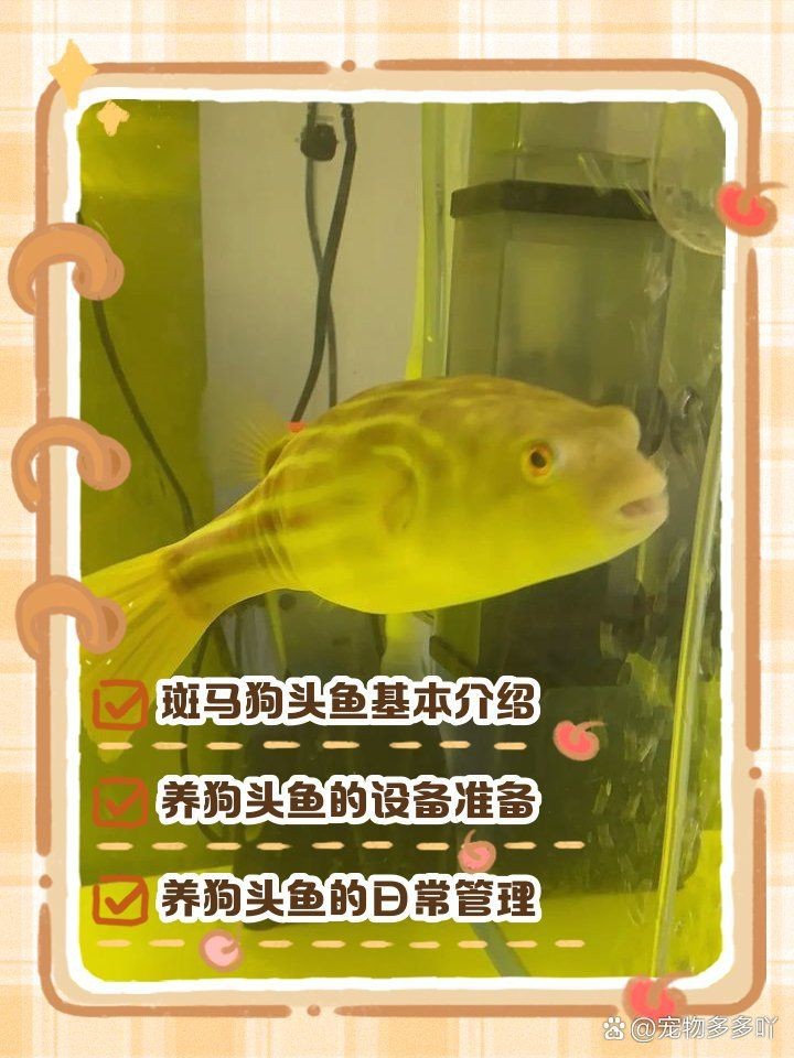 狗頭魚學(xué)名（狗頭魚的學(xué)名是什么？） 狗頭魚學(xué)名（狗頭魚的學(xué)名是什么？） 龍魚論壇 第19張