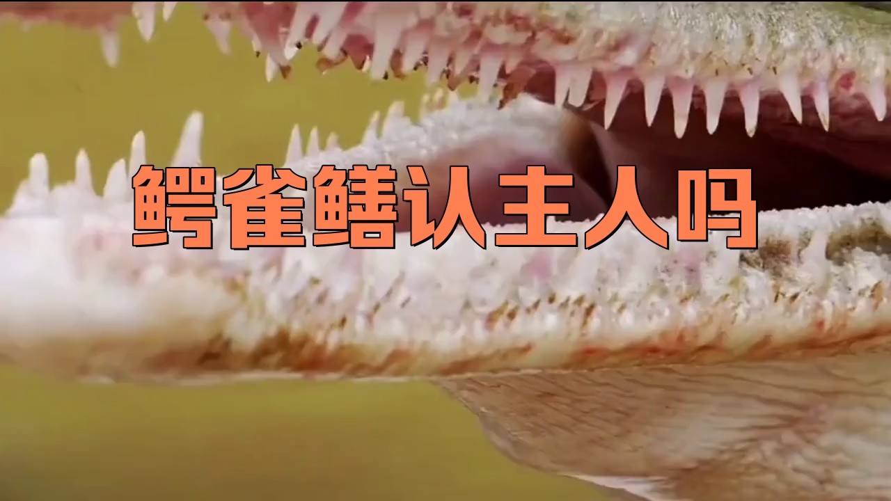 鱷雀鱔認主人嗎（《鱷雀鱔認主人嗎》鱷魚養久了會認主人嗎）