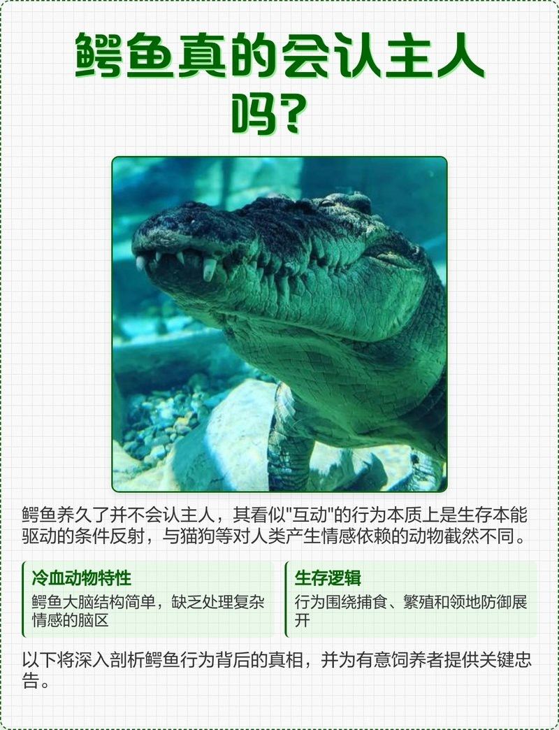 鱷雀鱔認主人嗎（《鱷雀鱔認主人嗎》鱷魚養久了會認主人嗎）
