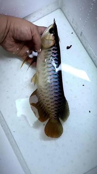 過背金龍魚圖片（《過背金龍魚圖片》）