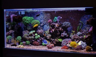 江門市蓬江區(qū)堤?hào)|海洋水族館（江門市蓬江區(qū)堤?hào)|海洋水族館電話）（廣東江門市蓬江區(qū)堤?hào)|海洋水族館展示了不同種類的海洋生物）