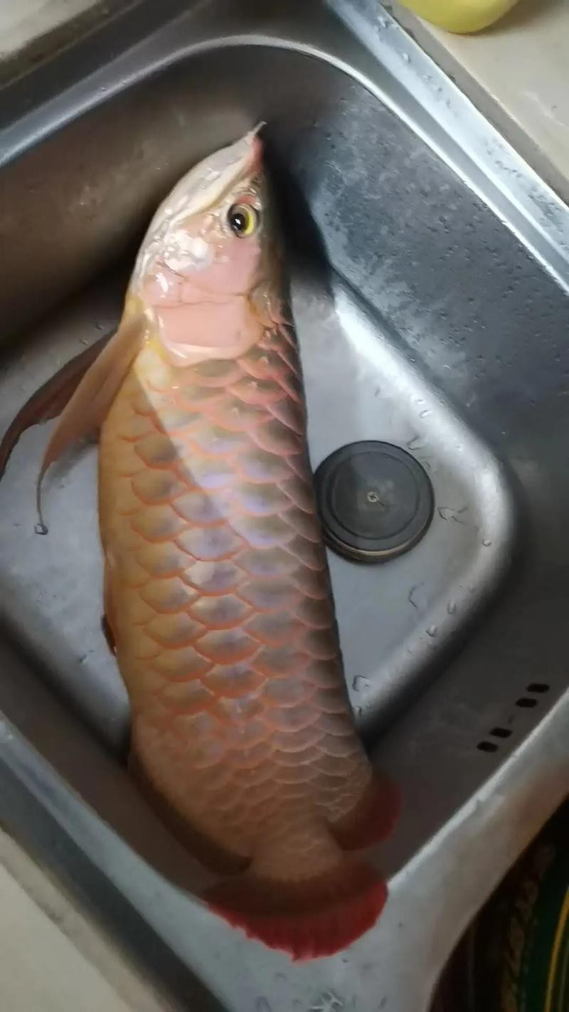 死金龍魚照片（《死金龍魚照片》一張“死金龍魚照片”引發諸多關注與討論）
