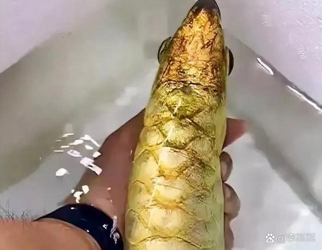 死金龍魚照片（《死金龍魚照片》一張“死金龍魚照片”引發諸多關注與討論）