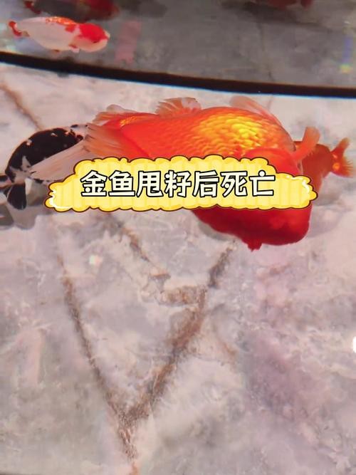 死金龍魚照片（《死金龍魚照片》一張“死金龍魚照片”引發諸多關注與討論）