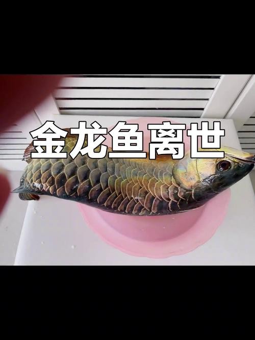 死金龍魚照片（《死金龍魚照片》一張“死金龍魚照片”引發諸多關注與討論）