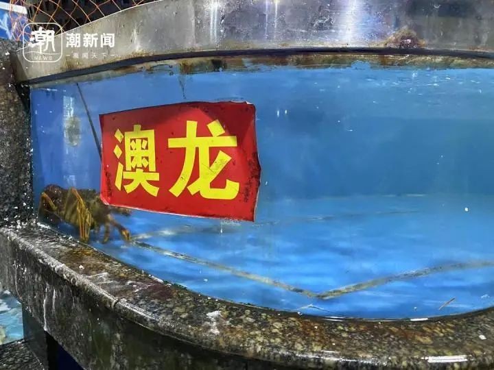 紅龍貴還是澳龍貴（紅龍與澳龍哪個(gè)貴）