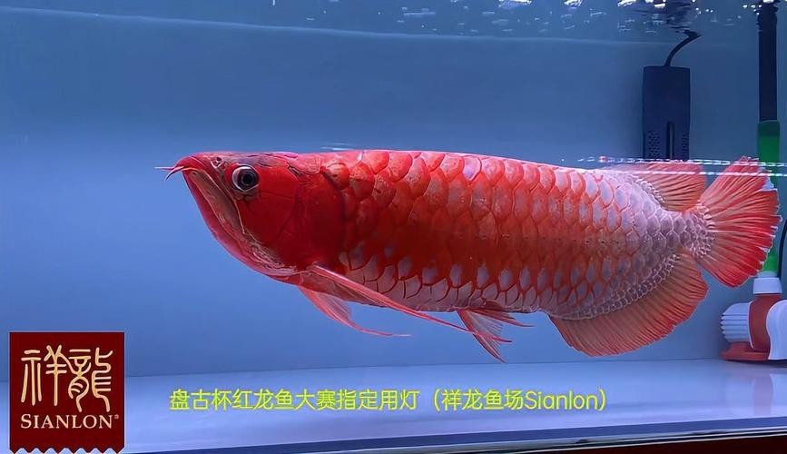 盤古杯世界龍魚錦標賽（“盤古杯”世界龍魚錦標賽，嘟嘟飛蛋糕濾材燃爆了！）