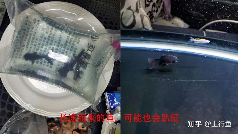 魚突然不活躍,躲在角落（魚類突然不活，怎么辦）