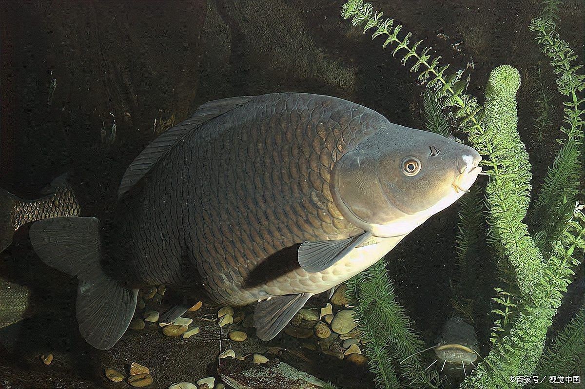 魚突然不活躍,躲在角落（魚類突然不活，怎么辦）