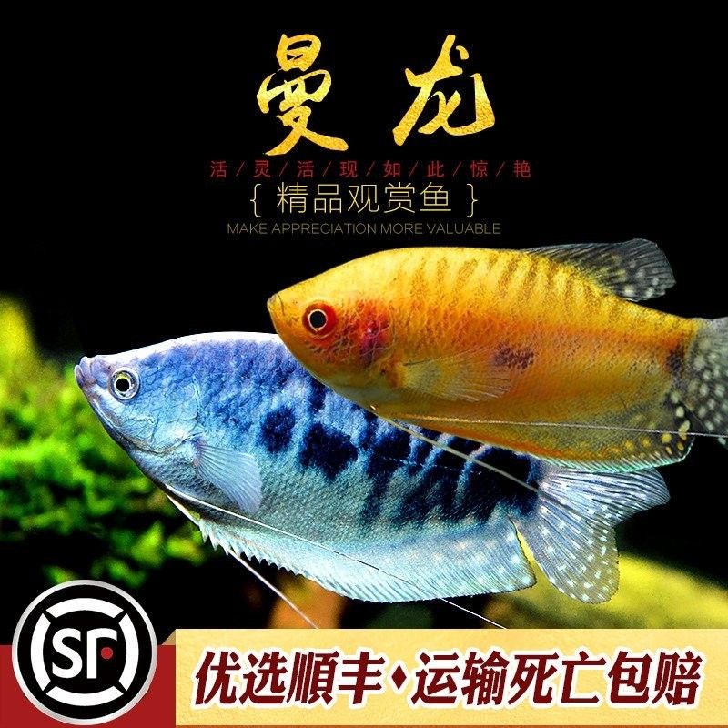 黃曼龍魚和藍曼龍魚哪個好養一點（《黃曼龍魚和藍曼龍魚哪個好養一點》新手養魚必備黃曼龍熱帶魚） 黃曼龍魚和藍曼龍魚哪個好養一點（《黃曼龍魚和藍曼龍魚哪個好養一點》新手養魚必備黃曼龍熱帶魚） 龍魚百科 第12張