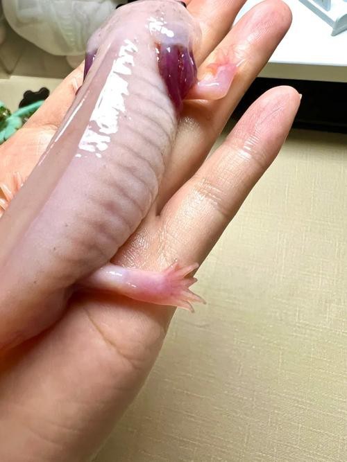 龍魚水泡病復(fù)發(fā)，堅(jiān)持這些方法，你的龍魚就能更健康啦，如何判斷龍魚是否患有水泡??？
