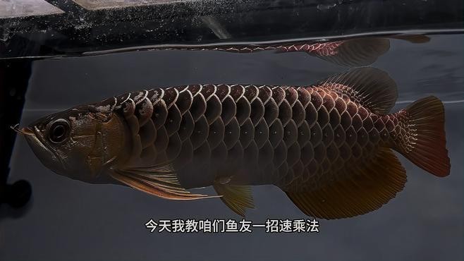 龍魚古典藍底長大是什么樣子（《龍魚古典藍底長大是什么樣子》）