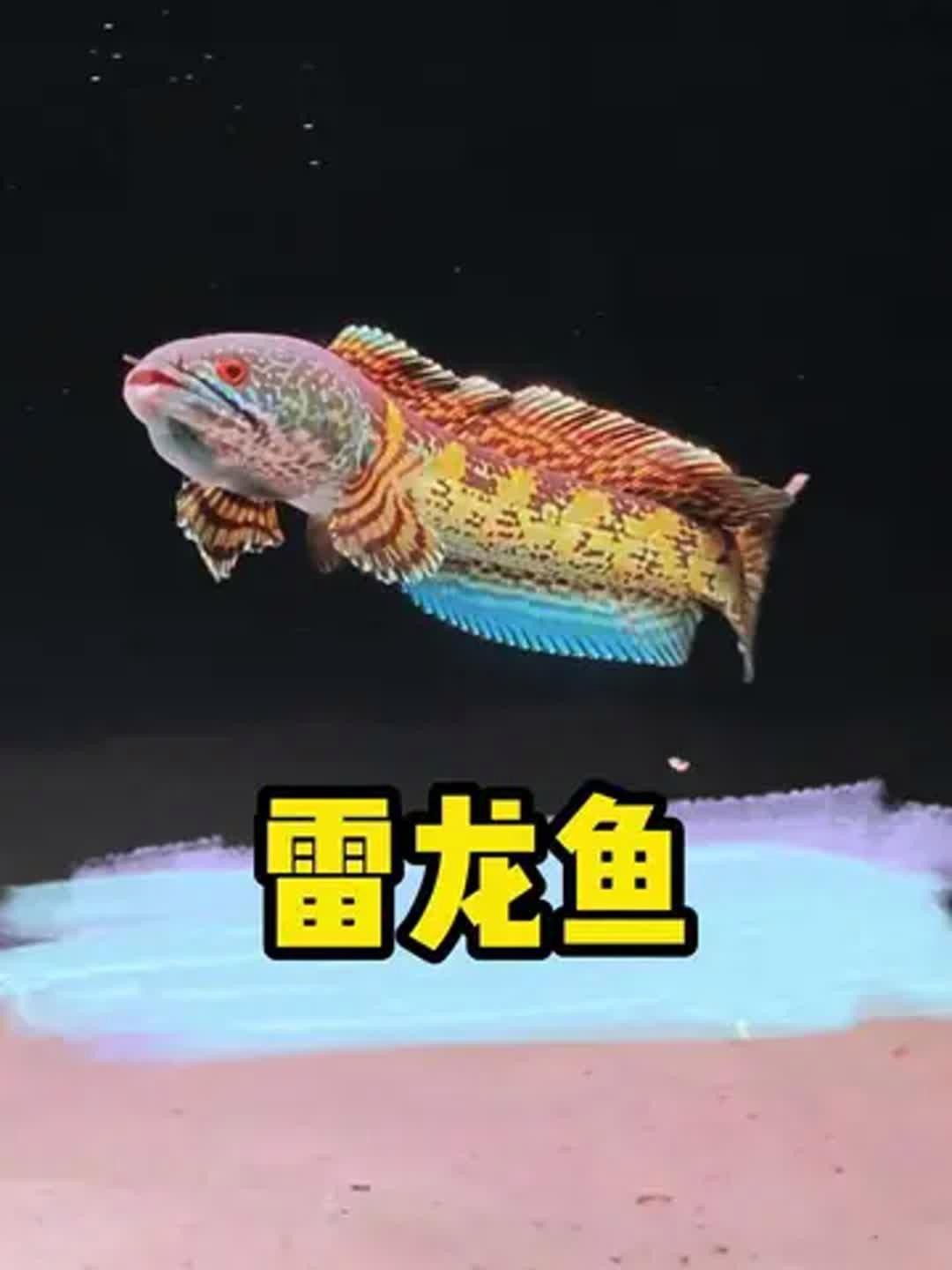 彩虹雷龍有哪些獨特的特征？（彩虹雷龍有哪些獨特的特征，） 彩虹雷龍有哪些獨特的特征？（彩虹雷龍有哪些獨特的特征，） 龍魚百科