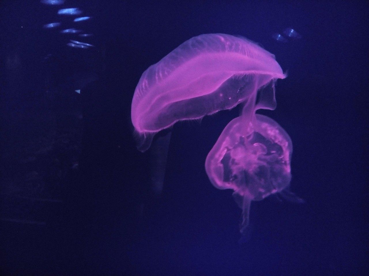 大通縣新林水族館：大通縣新林水族館電話（云南大通縣新林水族館是一家知名水族館的電話號(hào)碼）