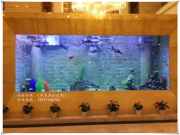 50公分銀龍魚價格多少錢(50厘米的銀龍魚賣多少錢)（50公分銀龍魚價格多少錢）
