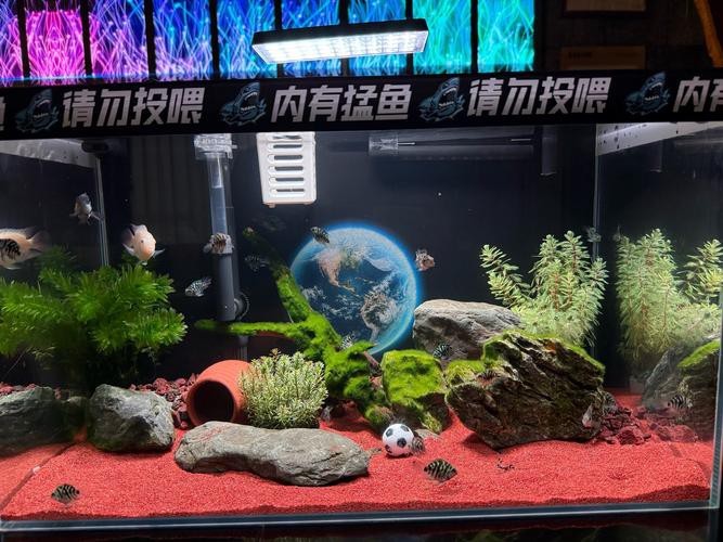 虎斑恐龍魚飼養技巧圖解（《虎斑恐龍魚飼養技巧圖解》本書聚焦于虎斑恐龍魚的飼養技巧圖解）