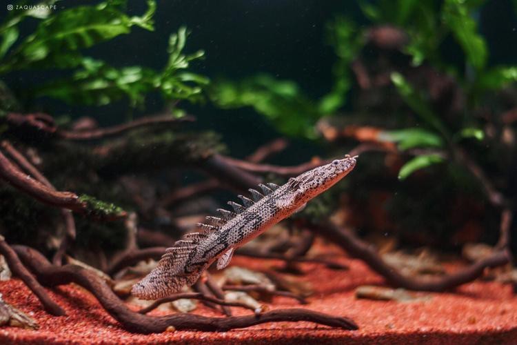 虎斑恐龍魚飼養技巧圖解（《虎斑恐龍魚飼養技巧圖解》本書聚焦于虎斑恐龍魚的飼養技巧圖解）