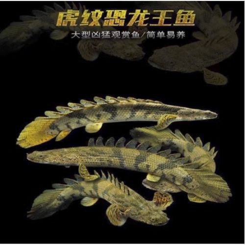 虎斑恐龍魚飼養技巧圖解（《虎斑恐龍魚飼養技巧圖解》本書聚焦于虎斑恐龍魚的飼養技巧圖解）