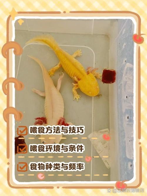 虎斑恐龍魚飼養技巧圖解（《虎斑恐龍魚飼養技巧圖解》本書聚焦于虎斑恐龍魚的飼養技巧圖解）