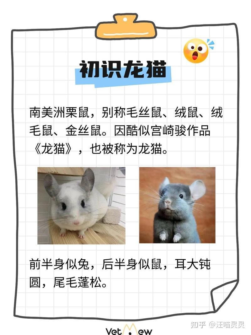 龍貓是陰氣最重的貓嗎（《龍貓是陰氣最重的貓嗎》）