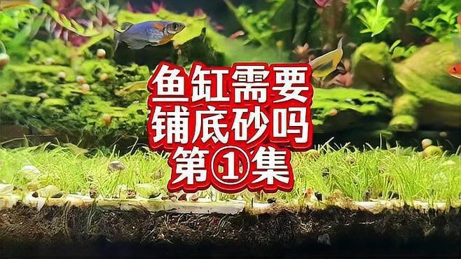 如何判斷是否需要更換底砂？（如何判斷魚缸底砂是否需要更換）