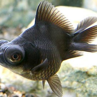 龍睛魚是陰氣最重的東西嗎（關于“龍睛魚是否是陰氣最重的東西”這一問題引發探討） 龍睛魚是陰氣最重的東西嗎（關于“龍睛魚是否是陰氣最重的東西”這一問題引發探討） 龍魚論壇 第1張