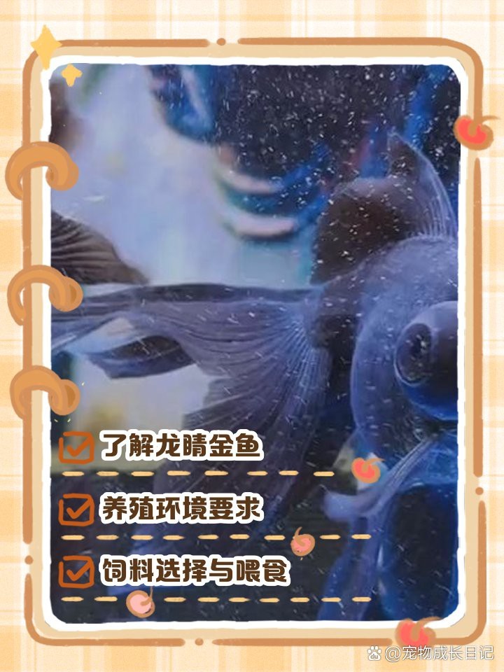 龍睛魚是陰氣最重的東西嗎（關于“龍睛魚是否是陰氣最重的東西”這一問題引發探討） 龍睛魚是陰氣最重的東西嗎（關于“龍睛魚是否是陰氣最重的東西”這一問題引發探討） 龍魚論壇 第6張