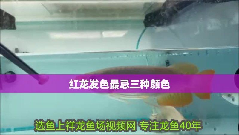 紅龍福龍魚最忌諱的三個顏色（紅龍福龍魚在色彩方面的禁忌）