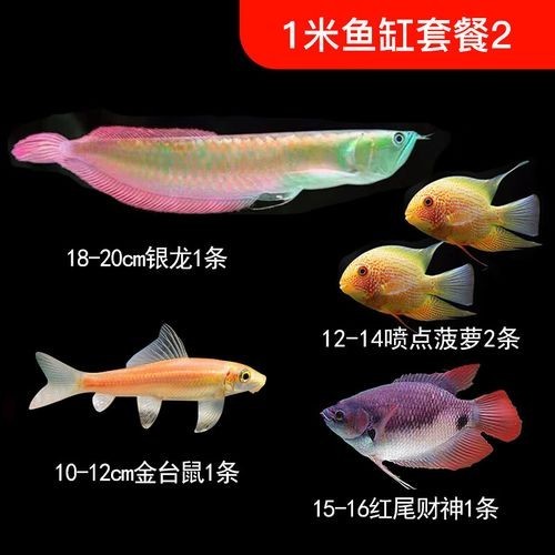 銀龍魚缸尺寸圖片欣賞（銀龍魚作為熱帶觀賞魚，其魚缸尺寸的選擇至關重要）