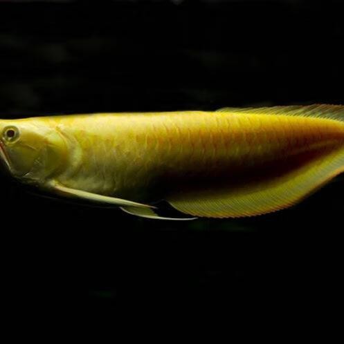 白子銀龍魚圖片高清（白子銀龍魚圖片欣賞）