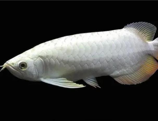 白子銀龍魚圖片高清（白子銀龍魚圖片欣賞）