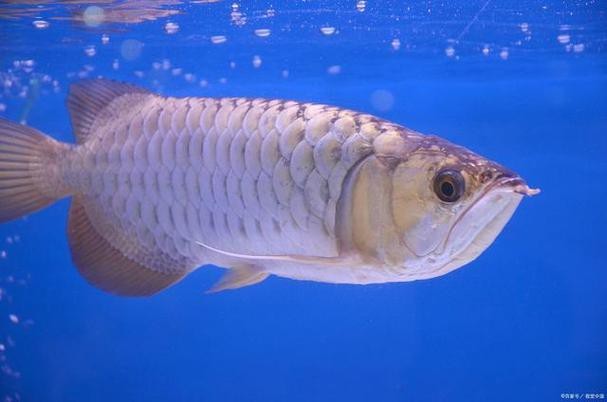 白子銀龍魚圖片高清（白子銀龍魚圖片欣賞）