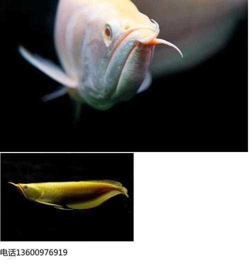 白子銀龍魚圖片高清（白子銀龍魚圖片欣賞）