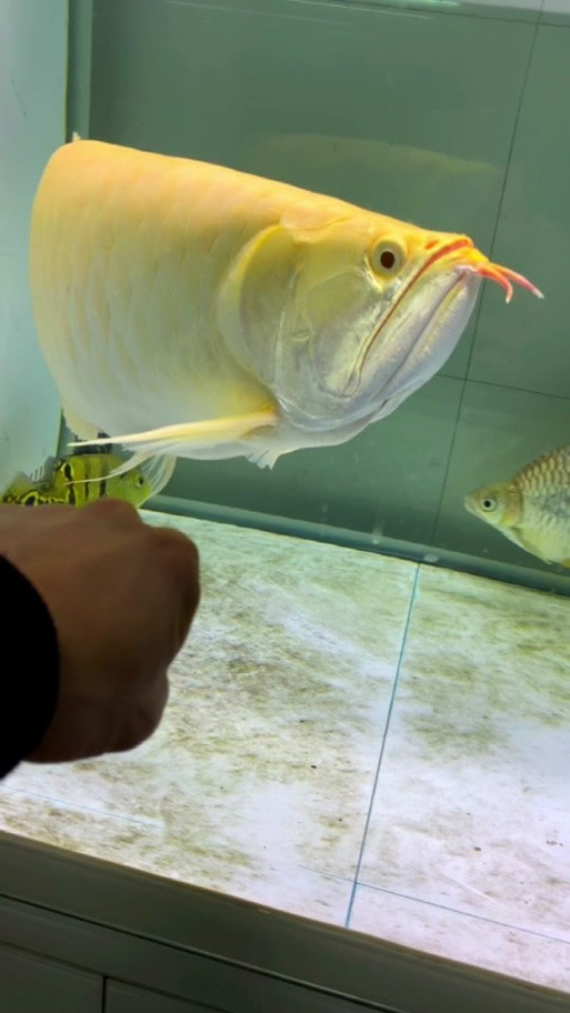 白子銀龍魚圖片高清（白子銀龍魚圖片欣賞）