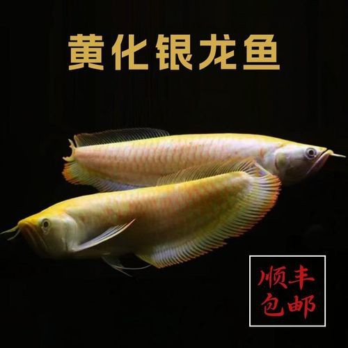 白子銀龍魚圖片高清（白子銀龍魚圖片欣賞）