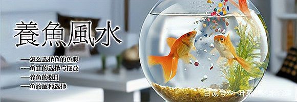 魚缸養(yǎng)幾條魚最好風(fēng)水（《魚缸養(yǎng)幾條魚最好風(fēng)水》風(fēng)水講究入門風(fēng)水講究一葉易學(xué)堂）