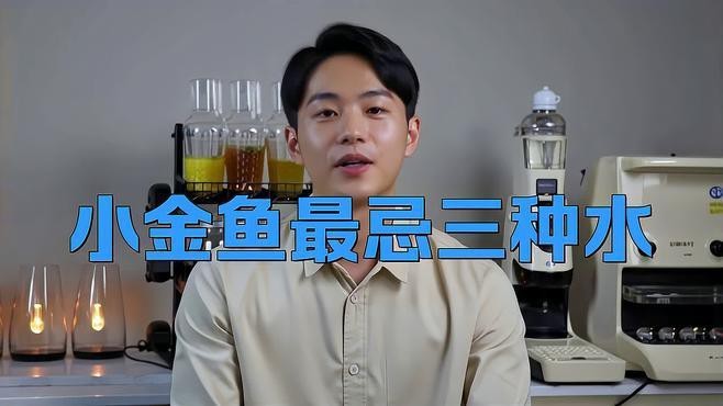 金魚為什么不建議養（虎頭金魚為什么不建議養金魚為什么不建議養綠韻天使）