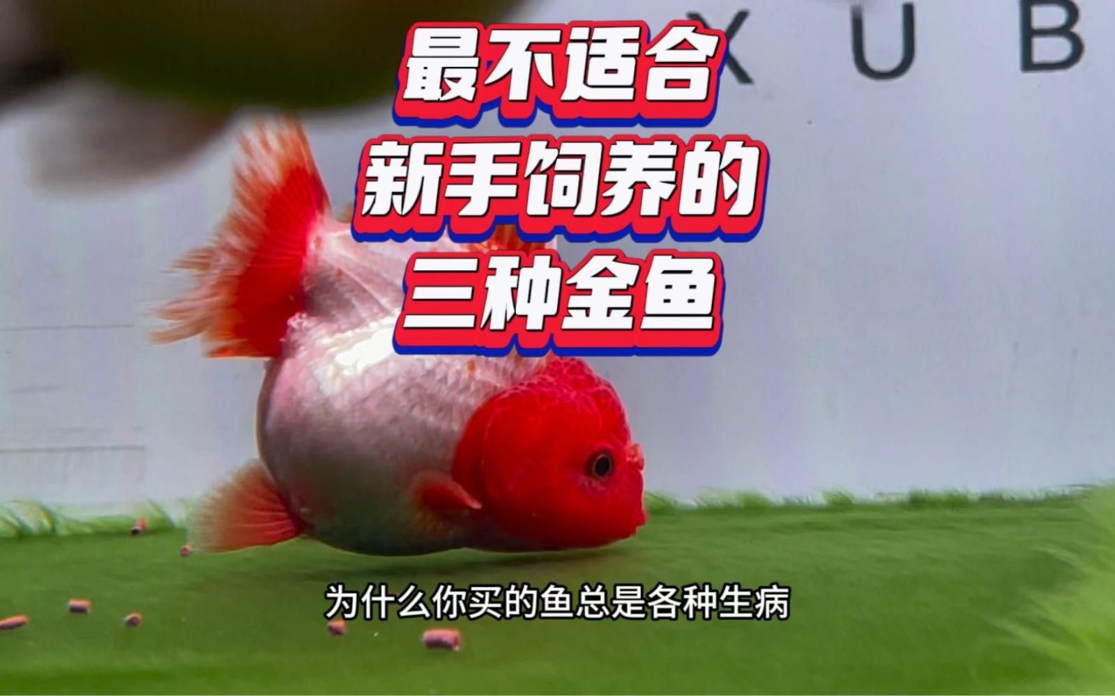 金魚為什么不建議養（虎頭金魚為什么不建議養金魚為什么不建議養綠韻天使）