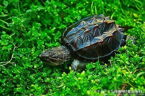 十大最好養的龜龜排行（十大最好養的十大最好養的龜龜排行及飼養指南，養龜之旅）