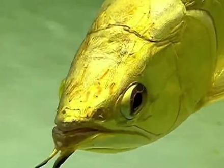 珠海龍魚觀賞魚 龍魚世家水族館可靠（珠海龍魚世家水族館可靠嗎）