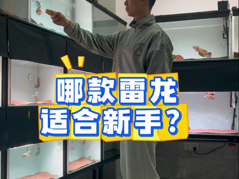 哪種雷龍魚適合新手（哪種雷龍魚適合新手養？） 哪種雷龍魚適合新手（哪種雷龍魚適合新手養？） 龍魚百科 第1張