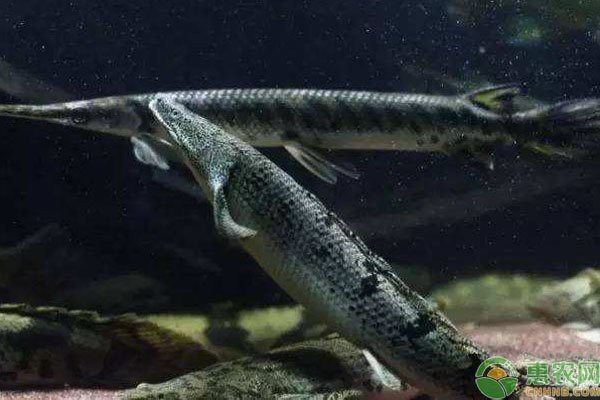 淡水鯊魚不能養的原因（養殖淡水鯊魚需要注意哪些問題？）