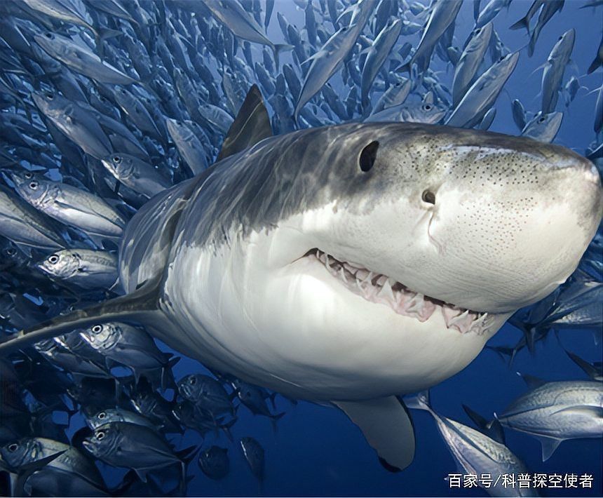 淡水鯊魚不能養的原因（養殖淡水鯊魚需要注意哪些問題？）
