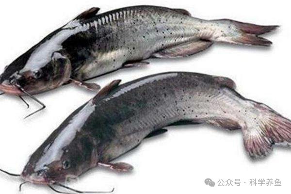 淡水老虎魚價格多少一斤（淡水老虎魚的價格）