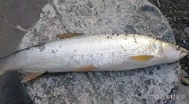 淡水老虎魚價格多少一斤（淡水老虎魚的價格）