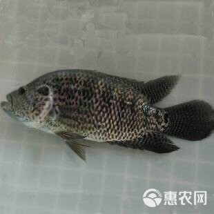 淡水老虎魚價格多少一斤（淡水老虎魚的價格）