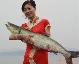 淡水老虎魚價格多少一斤（淡水老虎魚的價格）